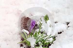 Snow-covered Crocus during the spring cold and snowfall