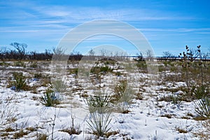 Snow covered desert landscape with Yucca plants in Texas