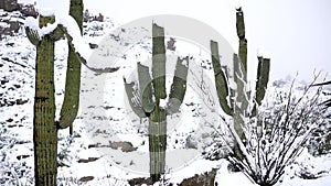 Snow Covered Desert Saguaro Cactuses