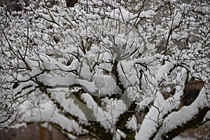 Snow covered dogwood tree