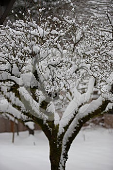 Snow covered dogwood tree