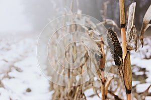 Snow covered, dried, blackened ears of corn and leaves left after harvesting on the field in winter