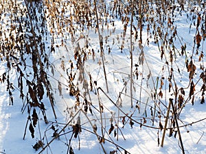 Snow-covered dried undergrowth on winter day