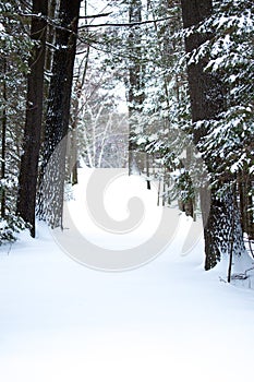 Snow covered driveway in the forest vertical