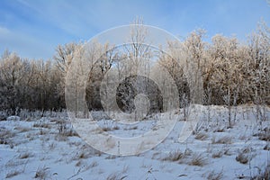 Snow-covered dry blades of grass and dry inflorescences against  background of forest edge.