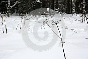 Snow covered dry grass in the forest