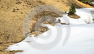 Snow covered on dry grass in late winter,