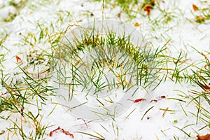 Snow-covered dry grass and withered leaves, winter background