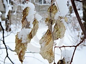 Snow-covered dry  leaves in a winter