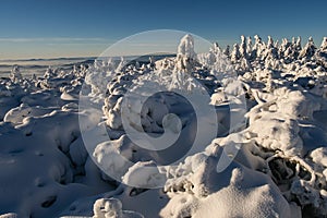 Snow covered dwarf pine on Krizava hill in Mala Fatra near Martinske Hole