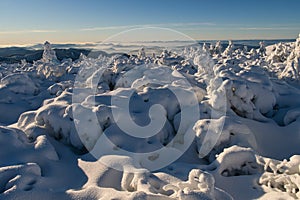 Snow covered dwarf pine on Krizava hill in Mala Fatra near Martinske Hole