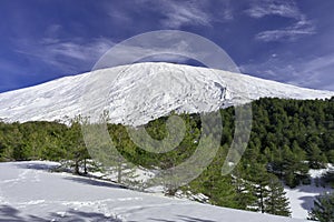 Snow Covered Etna Mount From Tree Line, Sicily