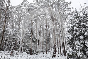 La neve coperto alberi 