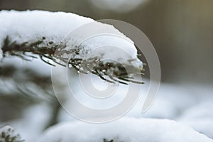 Snow-covered evergreen tree branch in a forest on a cold winter day