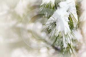 Snow covered evergreen tree branch