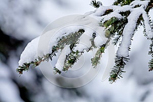 Snow Covered Evergreen Tree Branch at Snoqualme Pass Washington