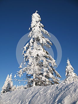 Snow covered evergreen trees