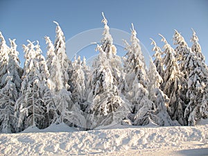 Snow covered evergreen trees