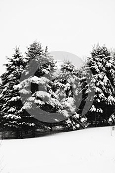 Snow covered evergreen trees