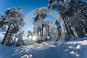 Snow covered evergreen trees in alpine forest in sunlit winter landscape, Wildermieming, Tirol, Austria