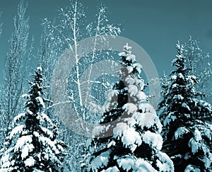 Snow-covered evergreens