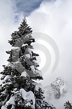 Snow Covered Evergreens