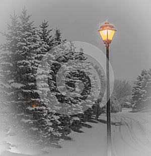 Snow covered evergreens with laminated street lamp