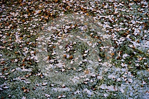 Snow-covered fallen leaves on green grass in winter