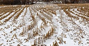 Snow covered farmland with rows of corn stumps, snow covered landscape