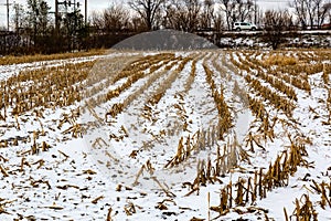 Snow covered farmland with rows of corn stumps, snow covered landscape 