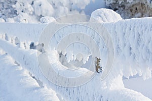 Snow Covered Fence