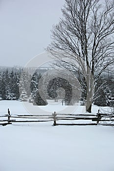 Snow covered fence and trees