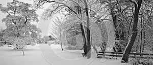 Snow Covered Field