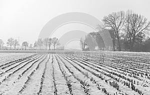 Snow covered field with corn stubble on a foggy day