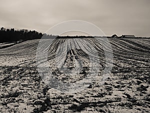 Snow-covered field at the edge of the forest