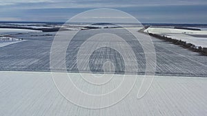 Snow covered fields at dawn, in foggy weather.