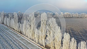 Snow covered fields at dawn, in foggy weather.