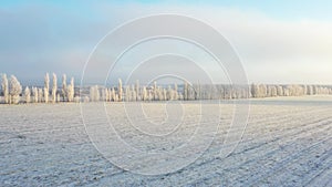 Snow covered fields at dawn, in foggy weather.