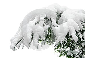 Snow covered fir branch