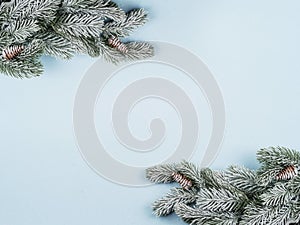 snow-covered fir branch on blue