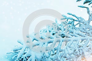 Snow covered fir branch on a winter background