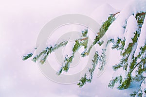 Snow covered fir branch on a winter background