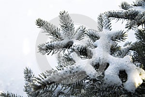 Snow covered fir branches