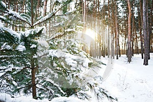 Snow-covered fir branches against the sunset, winter forest