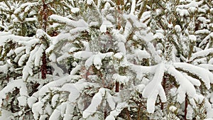 Snow-covered fir branches. A fabulous winter forest on the eve of Christmas.