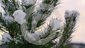Snow covered fir needles swaying on winter wind close up. Snow lying branch.