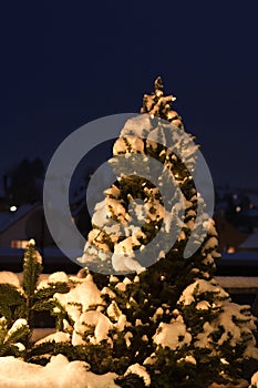 Snow covered fir tree