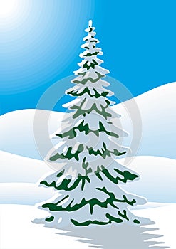 Snow covered fir tree