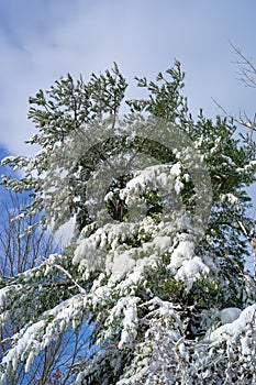 Snow covered fir tree