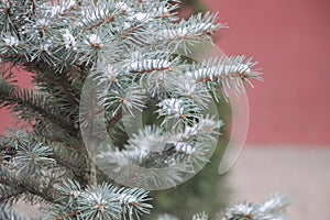 Snow covered fir tree branch at sunset. Christmas background. Winter theme